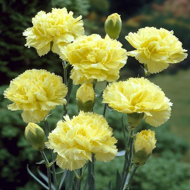 ý nghĩa hoa cẩm chướng vàng